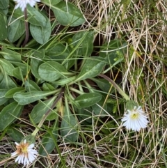 Pappochroma nitidum at Kosciuszko, NSW - 13 Mar 2022