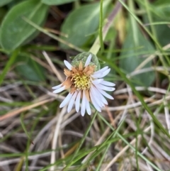 Pappochroma nitidum at Kosciuszko, NSW - 13 Mar 2022