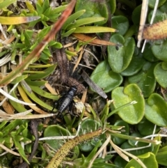 Nemobiinae sp. (sub-family) (A ground cricket) at Kosciuszko National Park - 13 Mar 2022 by Ned_Johnston