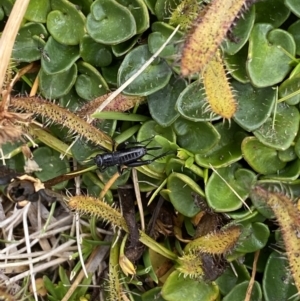 Nemobiinae sp. (sub-family) at Kosciuszko, NSW - 13 Mar 2022