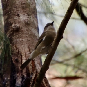 Pachycephala pectoralis at Moruya, NSW - 26 Mar 2022