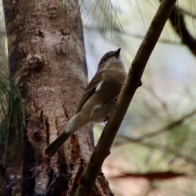 Pachycephala pectoralis (Golden Whistler) at Moruya, NSW - 26 Mar 2022 by LisaH