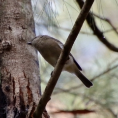 Pachycephala pectoralis at Moruya, NSW - 26 Mar 2022