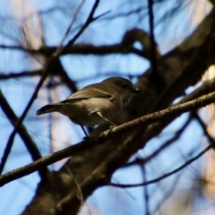 Pachycephala pectoralis at Moruya, NSW - 26 Mar 2022