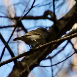 Pachycephala pectoralis at Moruya, NSW - 26 Mar 2022