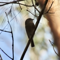 Pachycephala pectoralis at Moruya, NSW - 26 Mar 2022