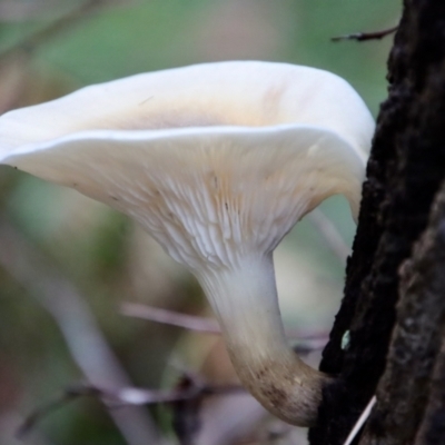 Unidentified Fungus at Moruya, NSW - 26 Mar 2022 by LisaH