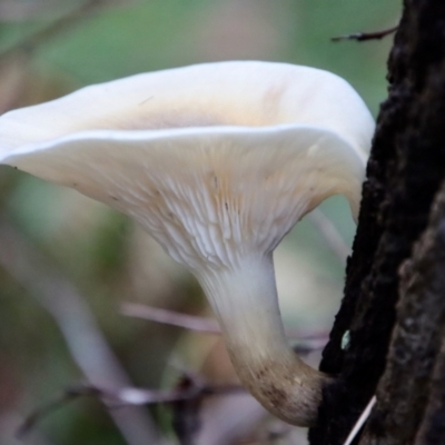 Unidentified Fungus at Mogo State Forest - 26 Mar 2022 by LisaH