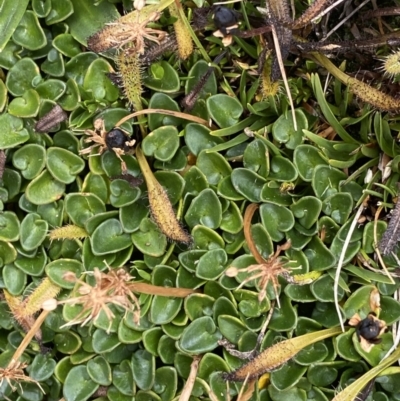 Diplaspis nivis (Snow Pennywort) at Mt Kosciuszko Summit - 13 Mar 2022 by Ned_Johnston