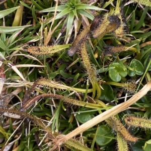 Drosera arcturi at Kosciuszko, NSW - 13 Mar 2022 02:45 PM