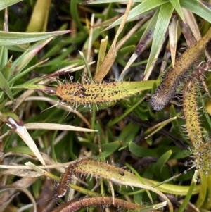 Drosera arcturi at Kosciuszko, NSW - 13 Mar 2022 02:45 PM