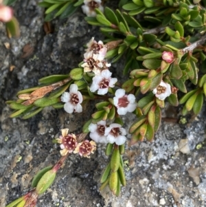 Baeckea utilis at Kosciuszko, NSW - 13 Mar 2022