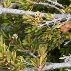 Baeckea utilis at Kosciuszko, NSW - 13 Mar 2022 02:41 PM