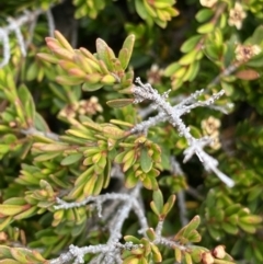 Baeckea utilis at Kosciuszko, NSW - 13 Mar 2022 02:41 PM