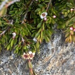 Baeckea utilis at Kosciuszko, NSW - 13 Mar 2022