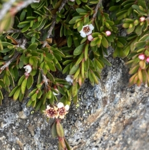 Baeckea utilis at Kosciuszko, NSW - 13 Mar 2022