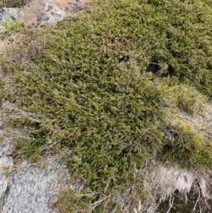 Baeckea utilis at Kosciuszko, NSW - 13 Mar 2022