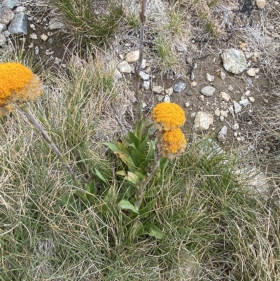Craspedia aurantia var. aurantia (Orange Billy Buttons) at Kosciuszko, NSW - 13 Mar 2022 by NedJohnston
