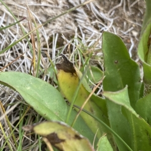 Craspedia aurantia var. aurantia at Kosciuszko, NSW - 13 Mar 2022