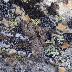 Phrissogonus laticostata (Apple looper moth) at Kosciuszko National Park - 13 Mar 2022 by Ned_Johnston