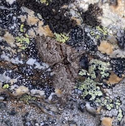 Phrissogonus laticostata (Apple looper moth) at Mt Kosciuszko Summit - 13 Mar 2022 by Ned_Johnston