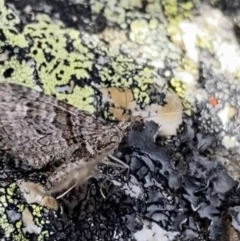 Phrissogonus laticostata at Kosciuszko, NSW - 13 Mar 2022