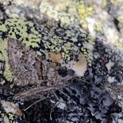 Phrissogonus laticostata at Kosciuszko, NSW - 13 Mar 2022 02:03 PM