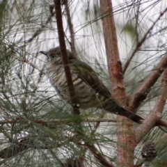 Chrysococcyx lucidus (Shining Bronze-Cuckoo) at Broulee Moruya Nature Observation Area - 26 Mar 2022 by LisaH