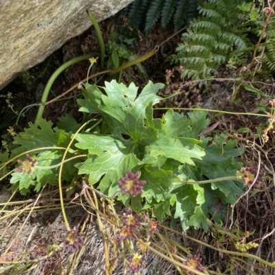 Ranunculus anemoneus (Anemone Buttercup) at Kosciuszko, NSW - 13 Mar 2022 by NedJohnston