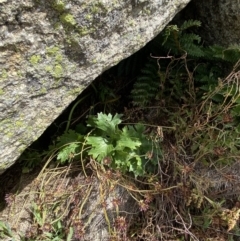 Ranunculus anemoneus at Kosciuszko, NSW - 13 Mar 2022