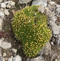Colobanthus pulvinatus (Feldmark Cushion-plant) at Kosciuszko, NSW - 13 Mar 2022 by NedJohnston