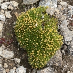 Colobanthus pulvinatus (Feldmark Cushion-plant) at Kosciuszko, NSW - 13 Mar 2022 by Ned_Johnston