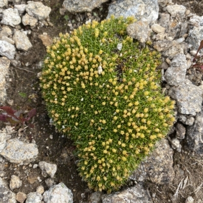 Colobanthus pulvinatus (Feldmark Cushion-plant) at Kosciuszko, NSW - 13 Mar 2022 by NedJohnston