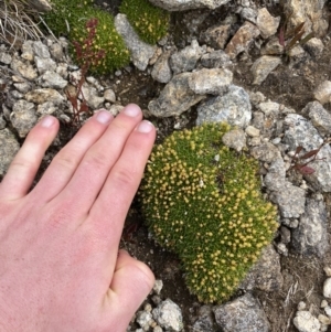 Colobanthus pulvinatus at Kosciuszko, NSW - 13 Mar 2022 01:21 PM