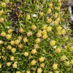 Colobanthus pulvinatus at Kosciuszko, NSW - 13 Mar 2022