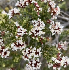 Ozothamnus alpinus (Alpine Everlasting) at Kosciuszko, NSW - 13 Mar 2022 by NedJohnston