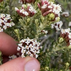 Ozothamnus alpinus at Kosciuszko, NSW - 13 Mar 2022