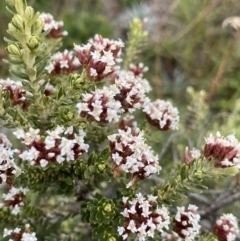 Ozothamnus alpinus at Kosciuszko, NSW - 13 Mar 2022