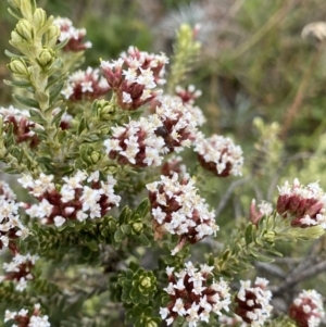 Ozothamnus alpinus at Kosciuszko, NSW - 13 Mar 2022