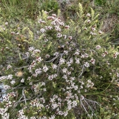 Ozothamnus alpinus at Kosciuszko, NSW - suppressed