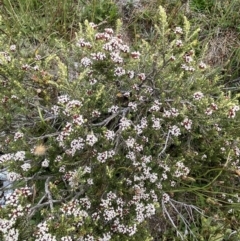 Ozothamnus alpinus at Kosciuszko, NSW - 13 Mar 2022