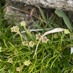 Colobanthus affinis (Alpine Colobanth) at Kosciuszko, NSW - 13 Mar 2022 by NedJohnston