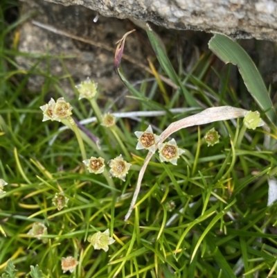 Colobanthus affinis (Alpine Colobanth) at Kosciuszko, NSW - 13 Mar 2022 by Ned_Johnston