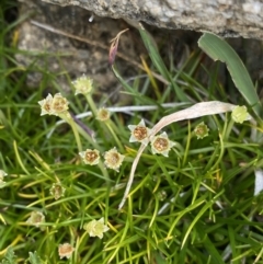 Colobanthus affinis (Alpine Colobanth) at Kosciuszko National Park - 13 Mar 2022 by Ned_Johnston
