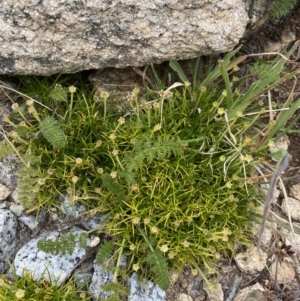 Colobanthus affinis at Kosciuszko, NSW - 13 Mar 2022 01:15 PM