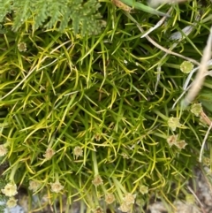 Colobanthus affinis at Kosciuszko, NSW - 13 Mar 2022 01:15 PM