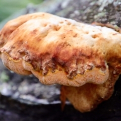 Unidentified Fungus at Moruya, NSW - 26 Mar 2022 by LisaH