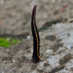 Hirudinea sp. (Class) (Unidentified Leech) at Broulee Moruya Nature Observation Area - 26 Mar 2022 by LisaH