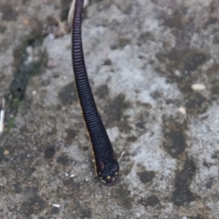 Hirudinea sp. (Class) at Moruya, NSW - suppressed