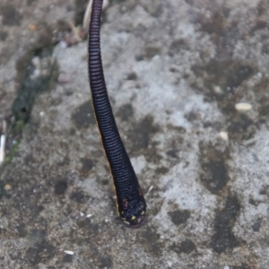 Hirudinea sp. (Class) at Moruya, NSW - 26 Mar 2022